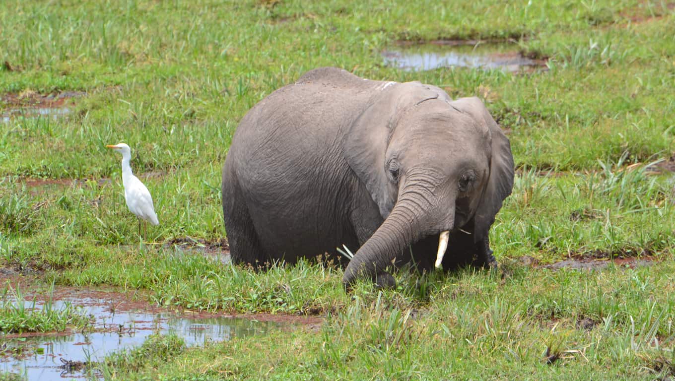 Amboseli National Park, Kenya